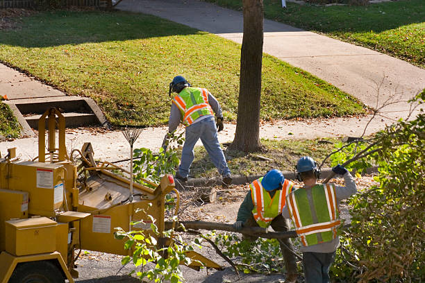 How Our Tree Care Process Works  in Dunnellon, FL